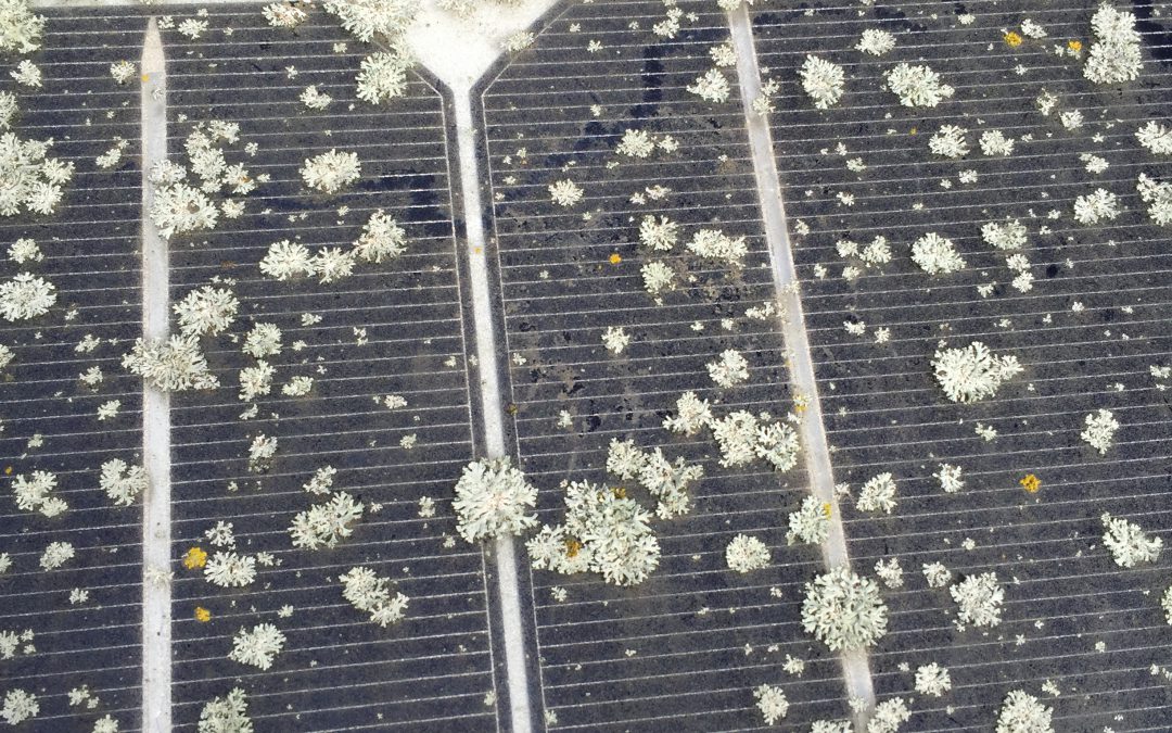 VIDEO: Removing Lichen & Bird Droppings From Solar Panels